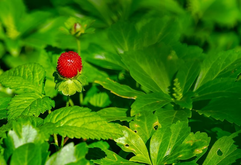 Strawberries and Balsamic Vinegar